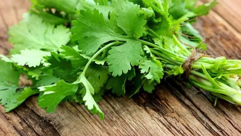 เทคนิคการเก็บรากผักชี