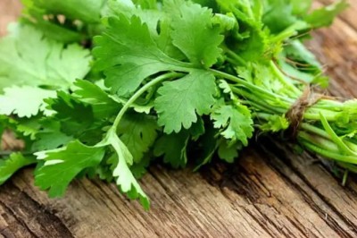 เทคนิคการเก็บรากผักชี