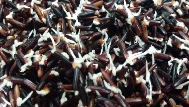 กลวิธีการทำ ข้าวกล้องงอก