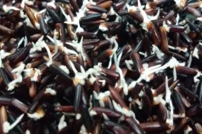 กลวิธีการทำ ข้าวกล้องงอก