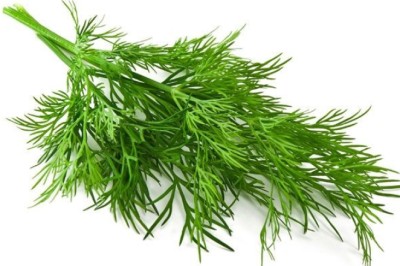 ผักชีลาว สรรพคุณและประโยชน์