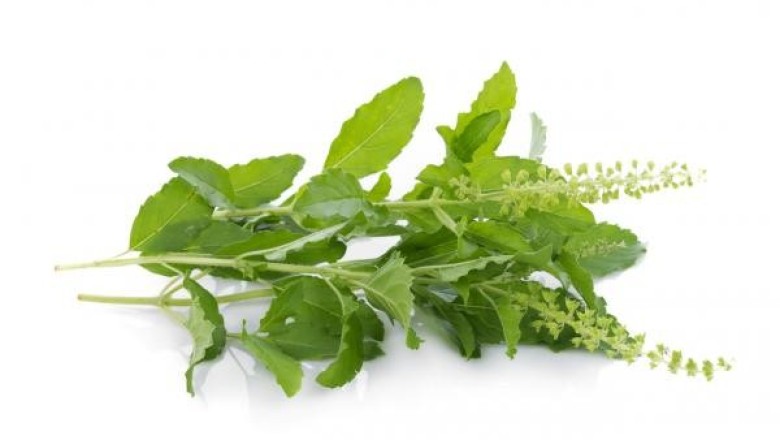 กะเพราช่วยลดน้ำตาลและไขมัน