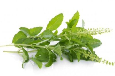 กะเพราช่วยลดน้ำตาลและไขมัน