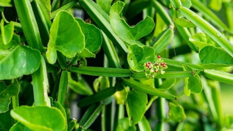 เพชรสังฆาต สรรพคุณและประโยชน์