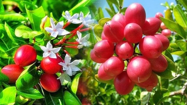 มะม่วงหาวมะนาวโห่ สรรพคุณและประโยชน์