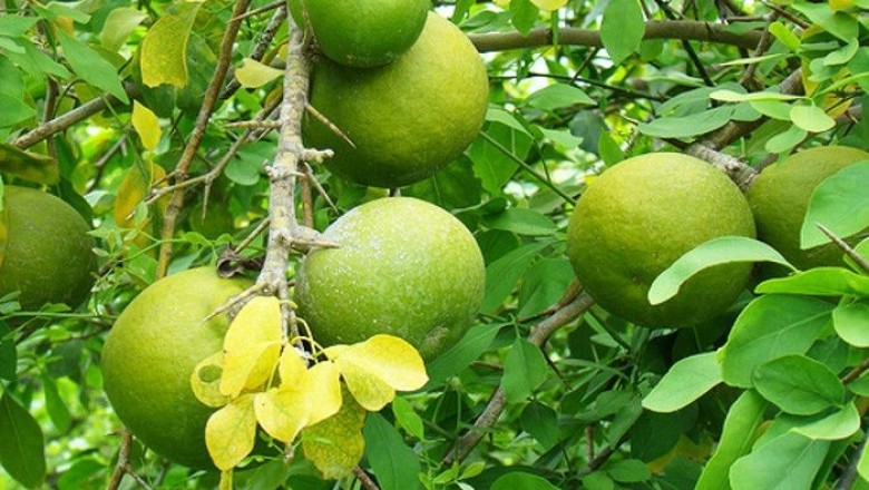 มะตูม สรรพคุณและประโยชน์