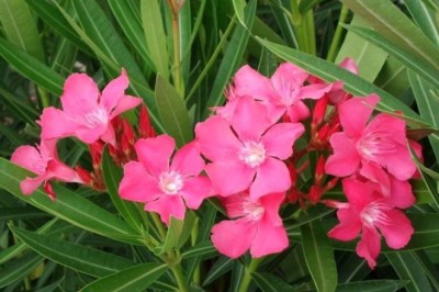 ยี่โถ สรรพคุณและประโยชน์