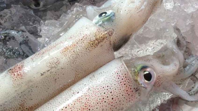 วิธีเลือกซื้อปลาหมึก