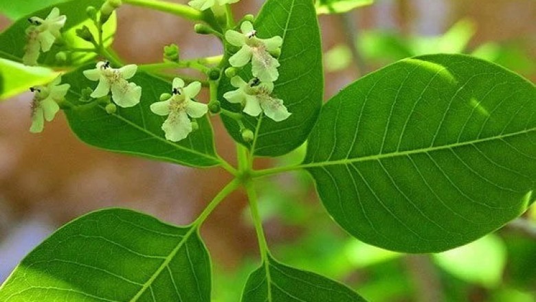 ไข่เน่า สรรพคุณและประโยชน์