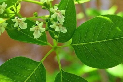 ไข่เน่า สรรพคุณและประโยชน์