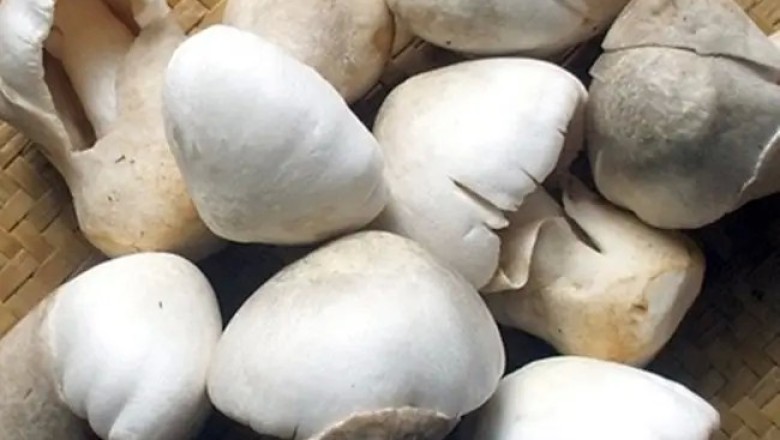 การเก็บรักษาเห็ด