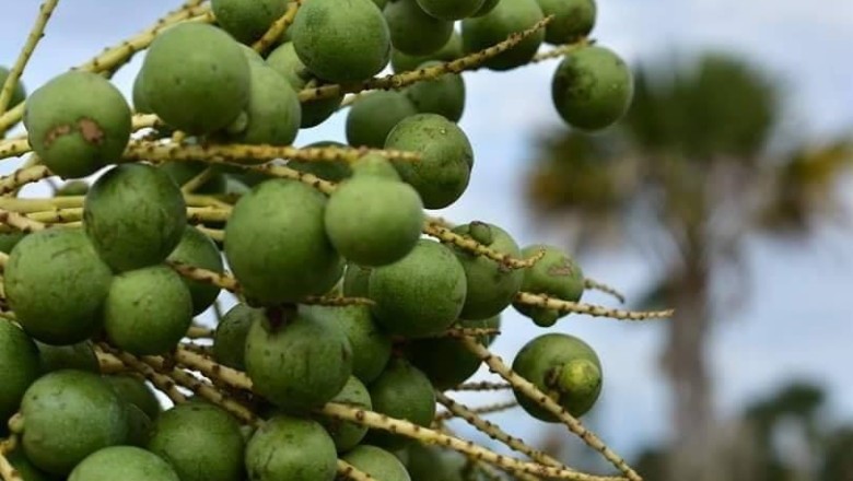 ลาน  สรรพคุณและประโยชน์