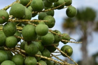 ลาน  สรรพคุณและประโยชน์