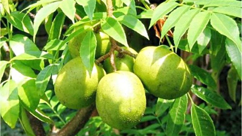 มะกอก  สรรพคุณและประโยชน์