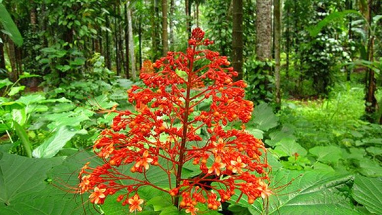 นมสวรรค์ สรรพคุณและประโยชน์