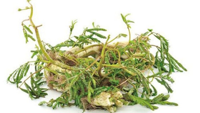 ผักกระเฉด สรรพคุณและประโยชน์