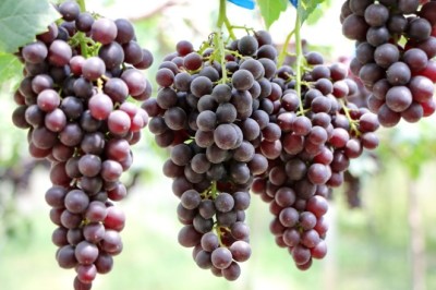 อยากผมสวย หน้าใส องุ่นจัดให้