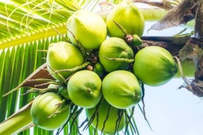 เคล็ดลับการเลือกซื้อมะพร้าวอ่อน