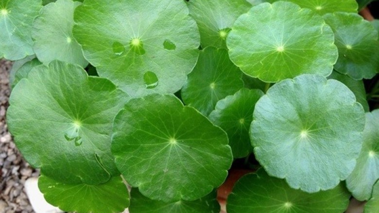 แว่นแก้ว สรรพคุณและประโยชน์