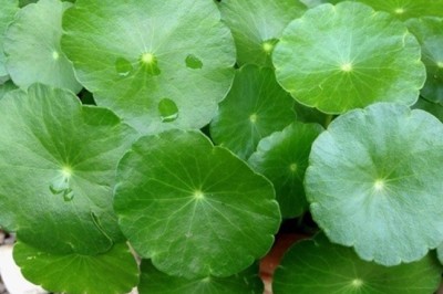 แว่นแก้ว สรรพคุณและประโยชน์