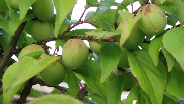 บ๊วย สรรพคุณและประโยชน์