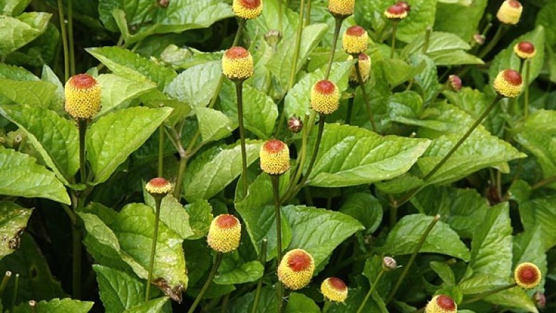 ผักคราดหัวแหวน สรรพคุณและประโยชน์