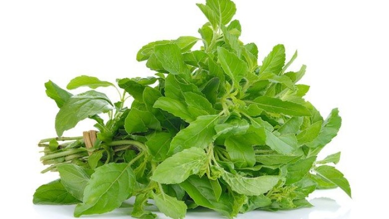 กะเพรา สรรพคุณและประโยชน์