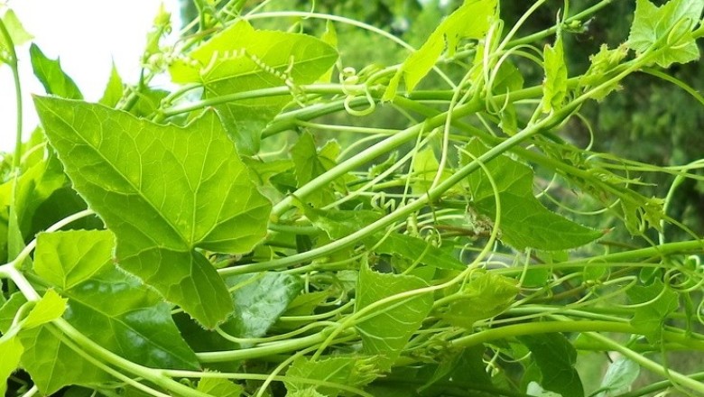 ตำลึง สรรพคุณและประโยชน์