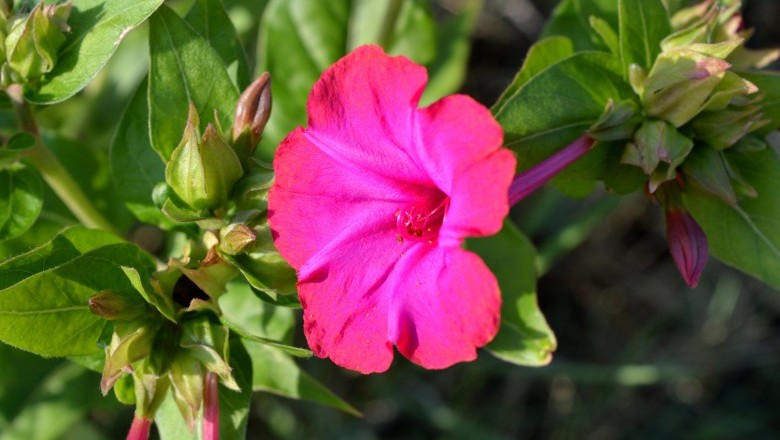 บานเย็น สรรพคุณและประโยชน์