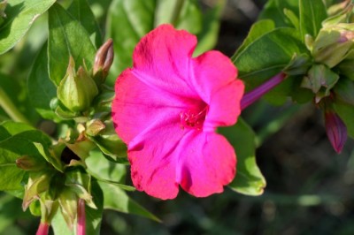 บานเย็น สรรพคุณและประโยชน์