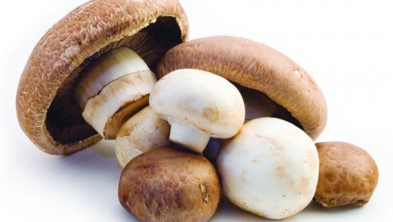 เก็บเห็ดให้คงความสดนานๆ