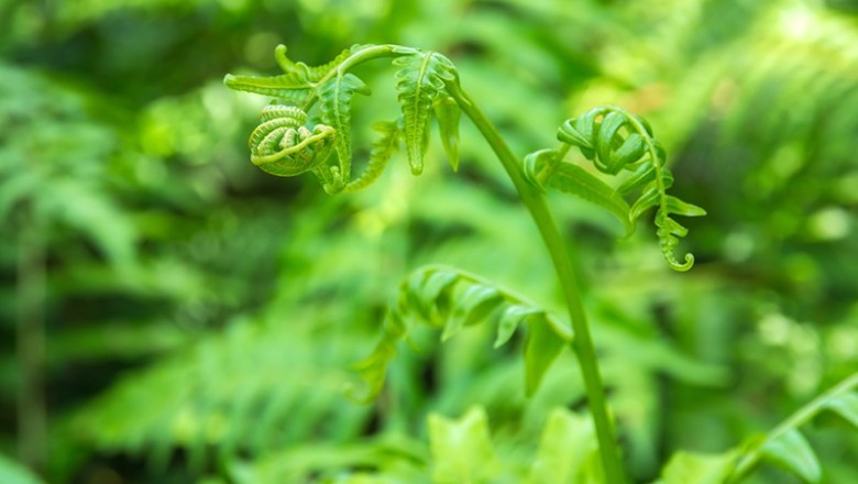 ผักกูด สรรพคุณและประโยชน์