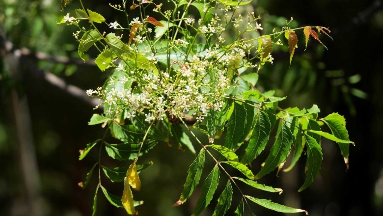 สะเดา สรรพคุณและประโยชน์