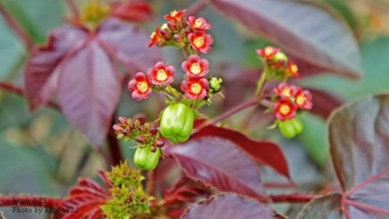 สบู่แดง สรรพคุณและประโยชน์