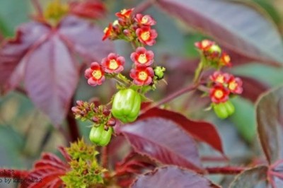 สบู่แดง สรรพคุณและประโยชน์