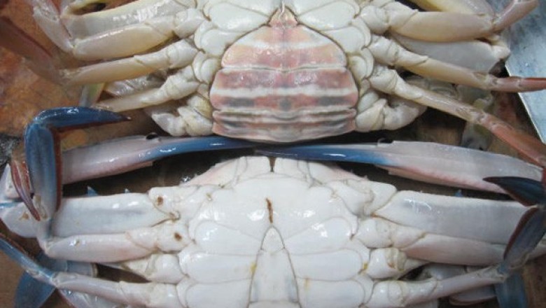 เลือกซื้อปูทะเลอย่างไรดี