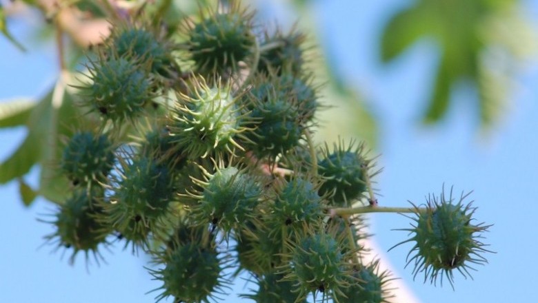 ละหุ่ง สรรพคุณและประโยชน์