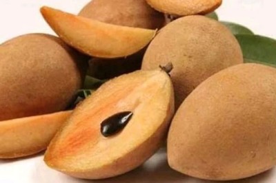 ละมุด สรรพคุณและประโยชน์