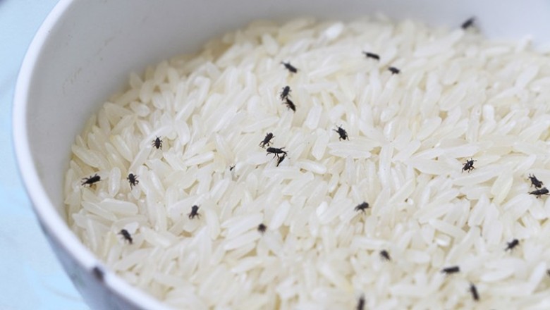 เก็บข้าวกล้องยังไงให้ปลอดจากมอดและมด