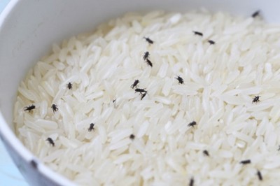 เก็บข้าวกล้องยังไงให้ปลอดจากมอดและมด