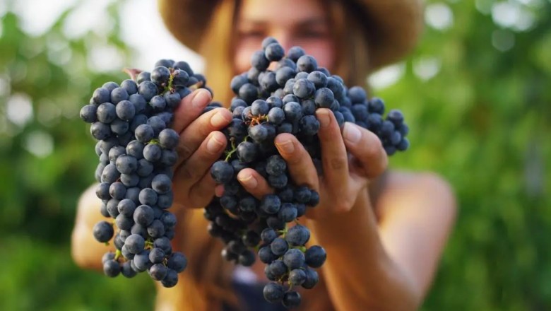 ไม่ปวดหลังเพราะองุ่นดำ