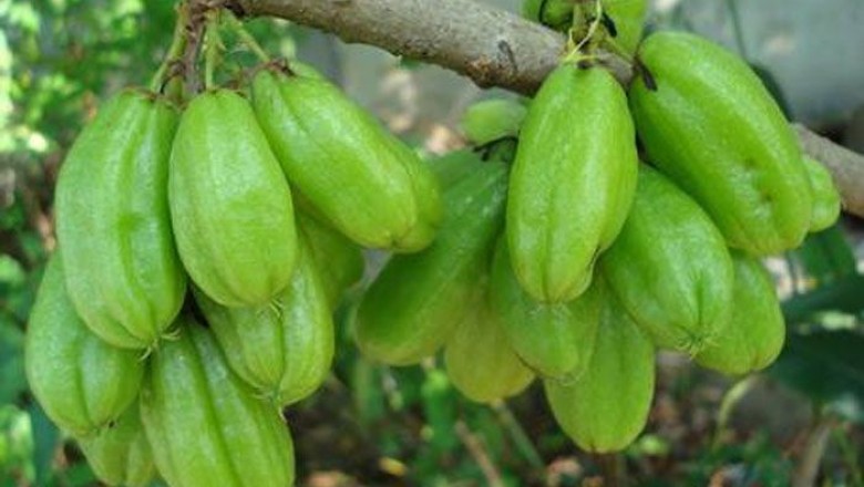 ตะลิงปลิง สรรพคุณและประโยชน์