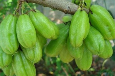 ตะลิงปลิง สรรพคุณและประโยชน์