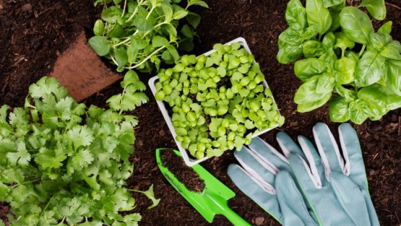 ปลูกผักสวนครัวสวยด้วยมือคุณ