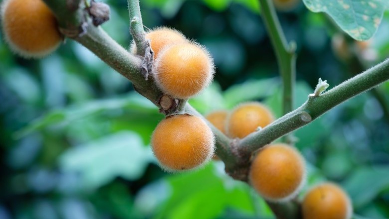 มะอึก สรรพคุณและประโยชน์