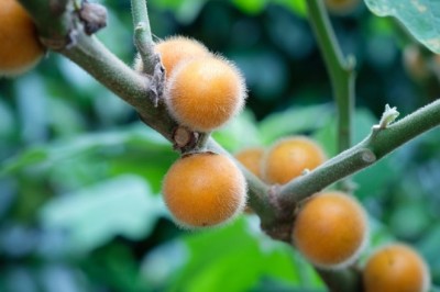 มะอึก สรรพคุณและประโยชน์