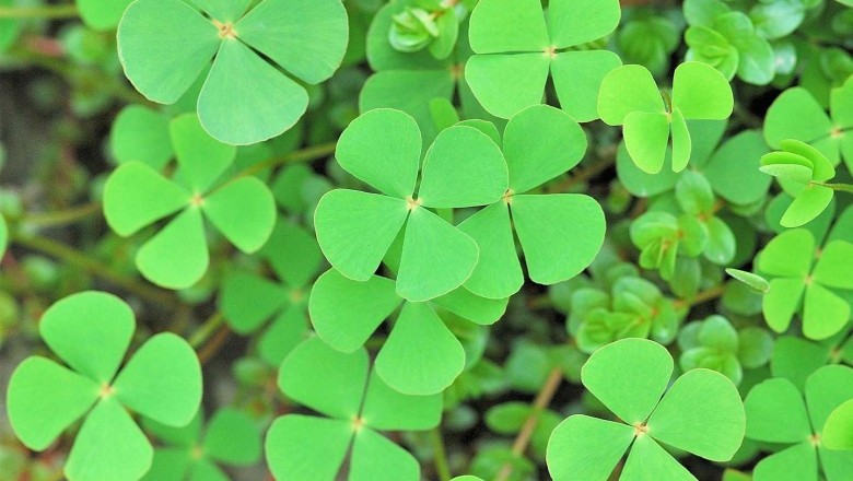 ผักแว่น สรรพคุณและประโยชน์