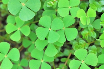 ผักแว่น สรรพคุณและประโยชน์