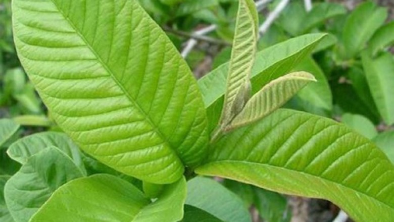 ใบฝรั่งช่วยดูดกลิ่น