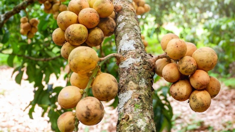 ลางสาด สรรพคุณและประโยชน์